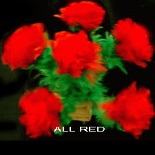 6 ALL RED FLOWERS