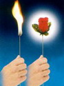 FLAMING TORCH TO ROSE