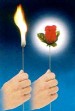 FLAMING TORCH TO ROSE