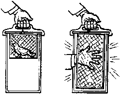 BENGAL NET ILLUSION